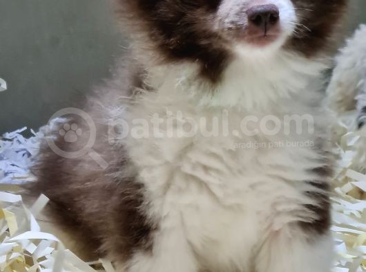 Pomerani̇an Oğlumuz görsel