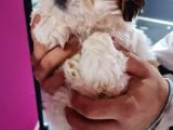 Mi̇ni̇k Shih-Tzu Bebeklerimiz