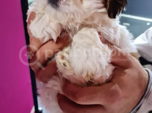 Mi̇ni̇k Shih-Tzu Bebeklerimiz görsel