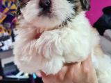 Mi̇ni̇k Shih-Tzu Bebeklerimiz