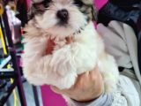 Mi̇ni̇k Shih-Tzu Bebeklerimiz