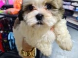 Tatli Shi̇h-Tzu