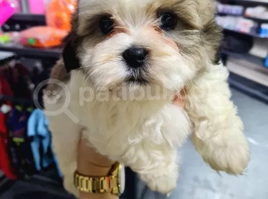 Tatli Shi̇h-Tzu