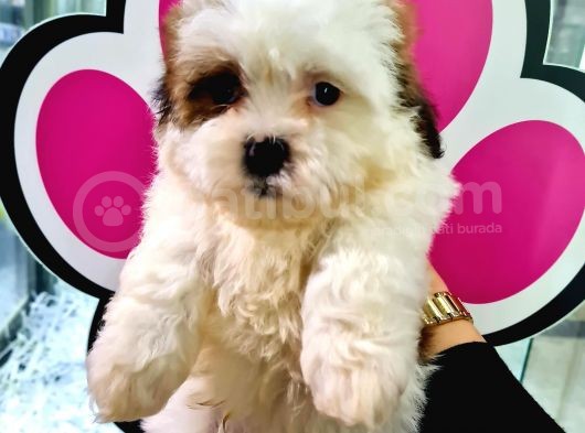 Sevi̇mli̇ Shih-Tzu Bebeklerimiz görsel