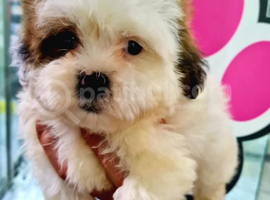 Sevi̇mli̇ Shih-Tzu Bebeklerimiz görsel