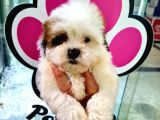 Sevi̇mli̇ Shih-Tzu Bebeklerimiz