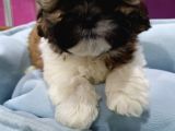 Bakişlari İle Si̇zi̇ Kendi̇si̇ne Hayran Birakacak Shih-Tzu Yavrumuz