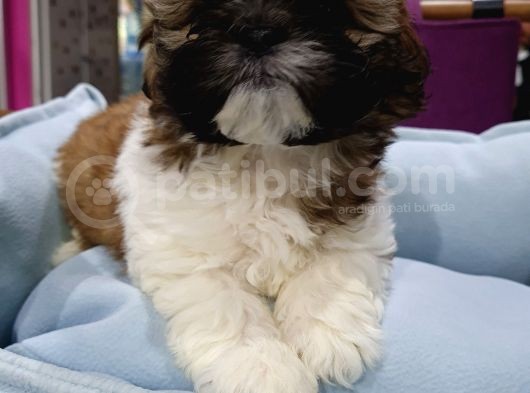 Bakişlari İle Si̇zi̇ Kendi̇si̇ne Hayran Birakacak Shih-Tzu Yavrumuz görsel