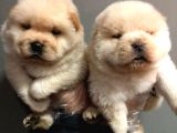 Chow Chow Yavruları