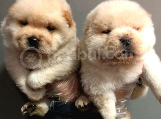 Chow Chow Yavruları görsel