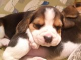 Beagle Yavruları Dost Pet