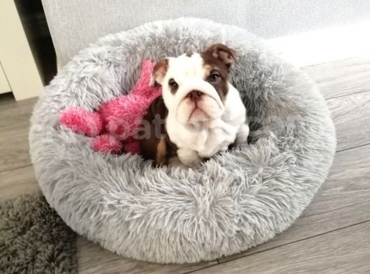 Ingiliz Bulldog Yavruları Dost Pet görsel