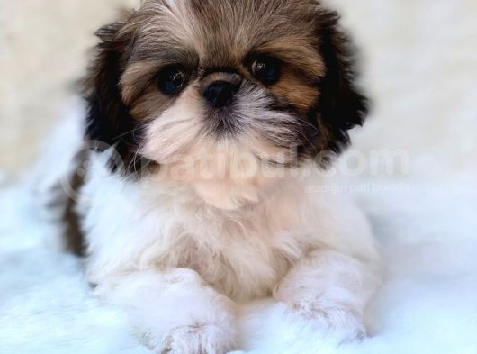 Shih Tzu Yavruları Dost Pet görsel