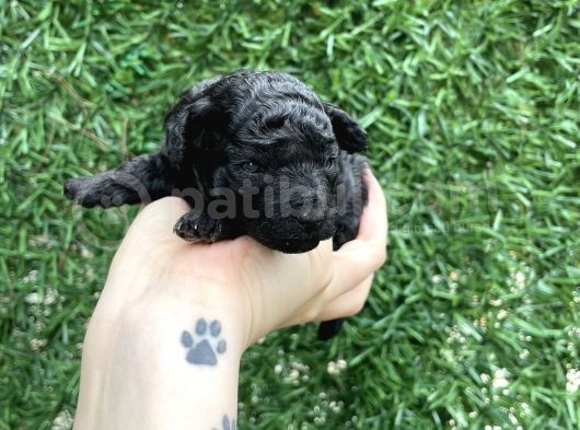 Anne Altından Si̇lver Toy Poodle görsel