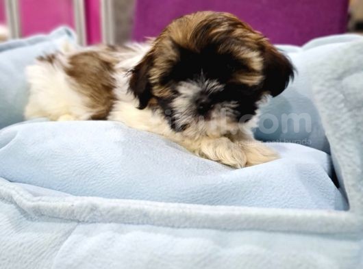 Safkan Shih-Tzu Yavrularimiz görsel