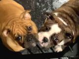 American Bull Yavruları Dost Pet