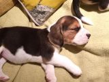 Beagle Yavruları Dost Pet