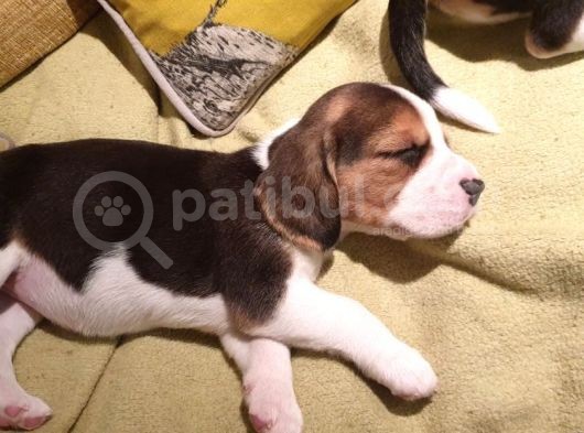 Beagle Yavruları Dost Pet görsel