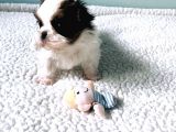Shih Tzu Yavruları Dost Pet