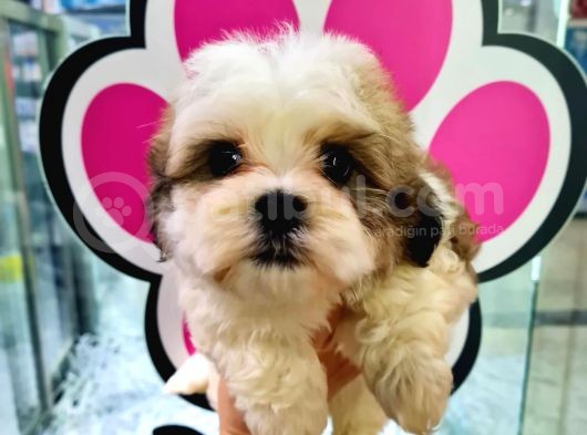 Mi̇ni̇k Shih-Tzu görsel