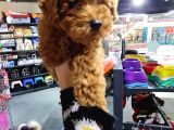 Mi̇ni̇k Toy Poodle Yavrular