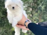 0 Burun Tea Cup Maltese Terrier / Erkek