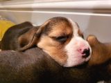 Beagle Yavruları Dost Pet