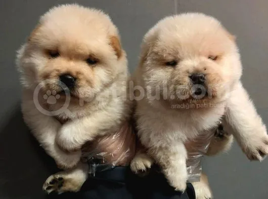 Chow Chow Yavruları