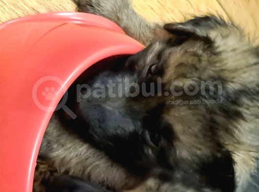 Alman Coban Kurdu Yavruları Dost Pet görsel
