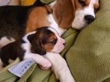 Beagle Yavruları Dost Pet