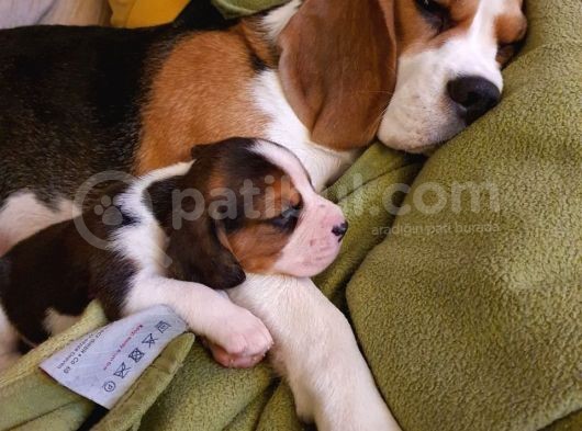 Beagle Yavruları Dost Pet görsel
