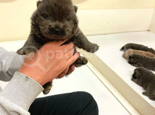 Chow Chow Yavruları Dost Pet görsel