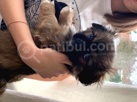 Pekinez Yavruları Dost Pet görsel
