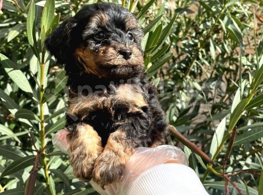 Satilik Muhteşem Poodle Yavrulari görsel