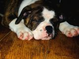 American Bull Yavruları Dost Pet