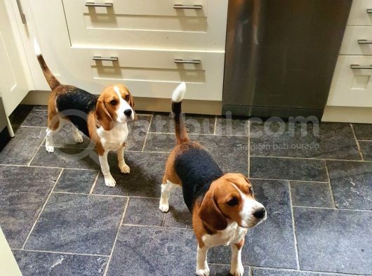 Beagle Yavruları Dost Pet görsel