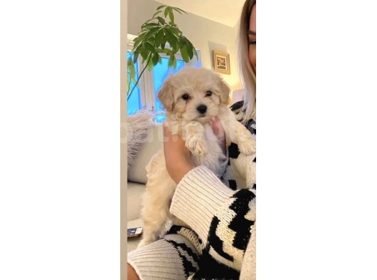Maltipo Yavruları Dost Pet görsel