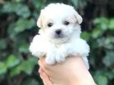 Dizayn Irk Maltipoo Yavrular