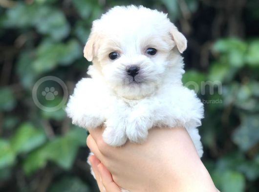 Dizayn Irk Maltipoo Yavrular görsel