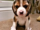 Beagle Yavruları Dost Pet