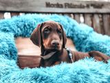 Doberman Yavruları Dost Pet