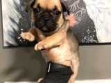 French Bulldog Yavruları