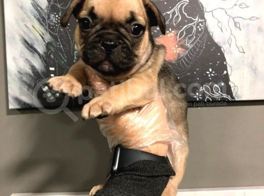 French Bulldog Yavruları görsel