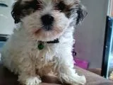 MİNİK SHIH-TZU