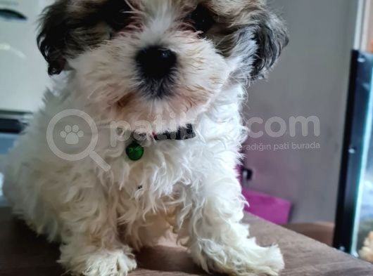 Mi̇ni̇k Shih-Tzu görsel