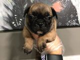 French Bulldog Yavruları