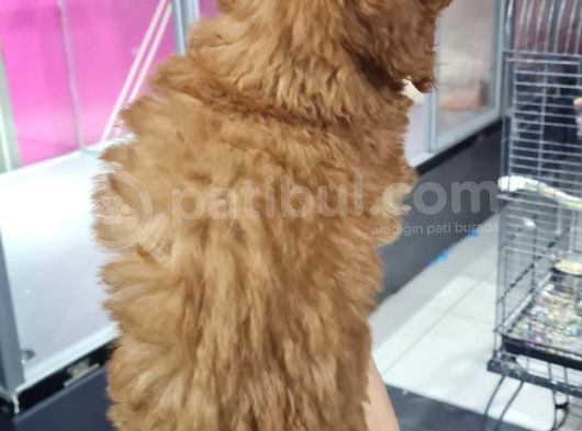 Mi̇ni̇k Toy Poodle Yavrular görsel