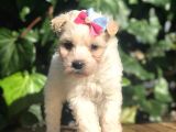 Xsmall Maltipoo Yavrularımız