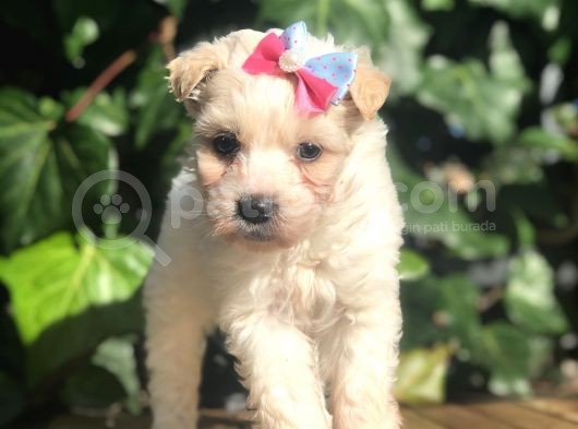 Xsmall Maltipoo Yavrularımız görsel
