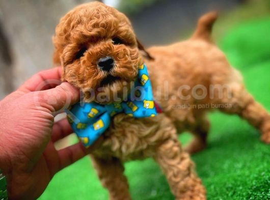 En Iyi Kalıte Tcup  Toy Poodle Yavrularımız görsel